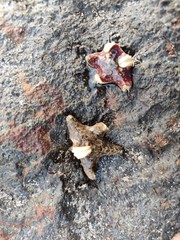 Aquilonastra