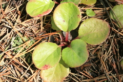 Pyrola faurieana