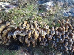 Isaurus tuberculatus