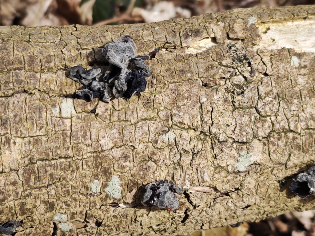Auricularia auricula-judae · April 2026 · photo: © rudolphous (iNaturalist, cc-by)