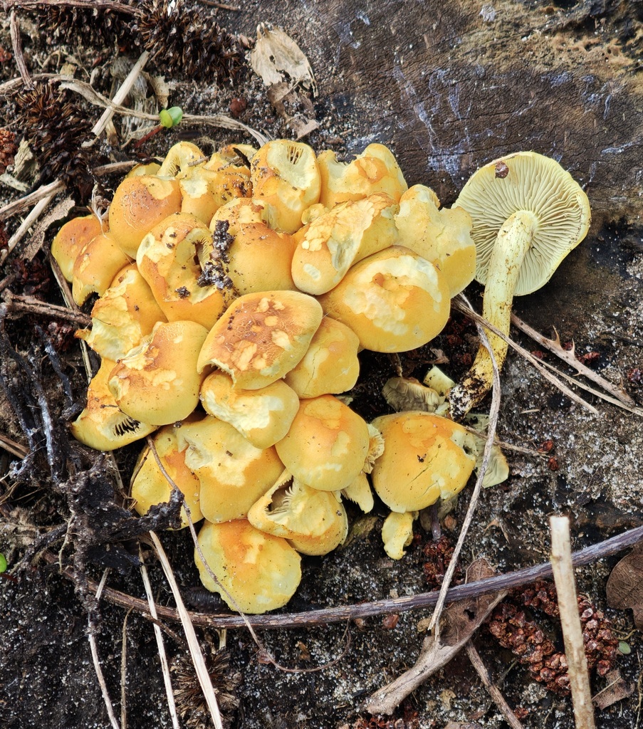 Hypholoma fasciculare · April 2026 · photo: © rudolphous (iNaturalist, cc-by)