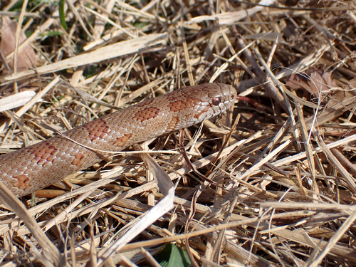 Mole Kingsnake