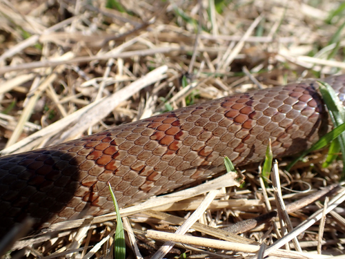 Mole Kingsnake