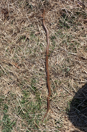 Mole Kingsnake