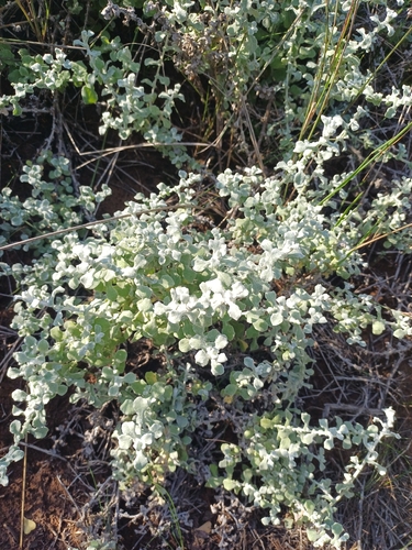 Honey Everlasting (Helichrysum patulum)