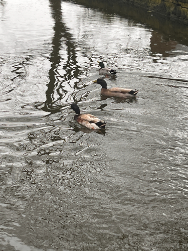 iNaturalist: (c) pomgranit, some rights reserved (CC BY-NC) iNaturalist image