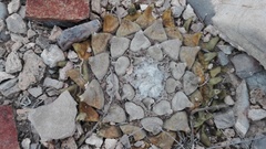 Ariocarpus retusus retusus