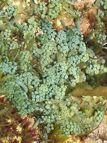 Caulerpa racemosa observed 2026-04-04