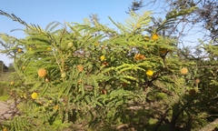 Vachellia aroma
