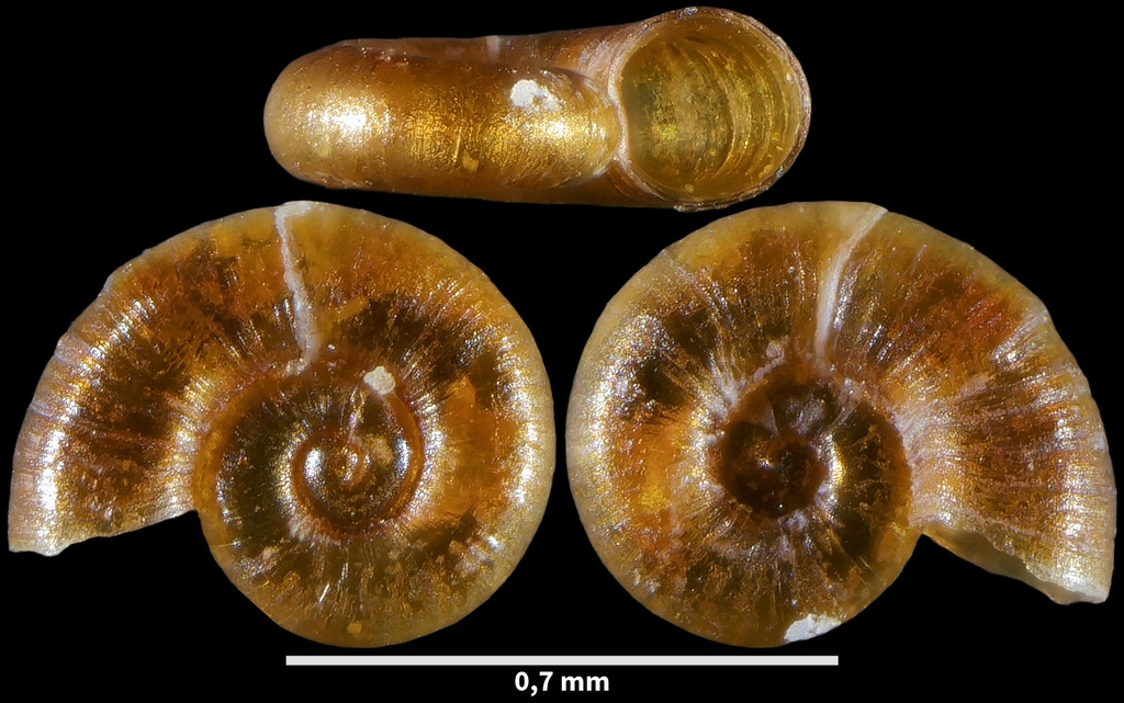 Atom Snail