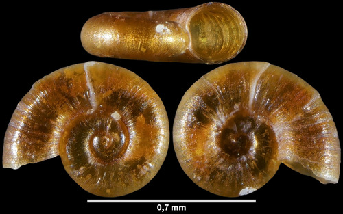 Atom Snail