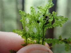 Porella cordaeana