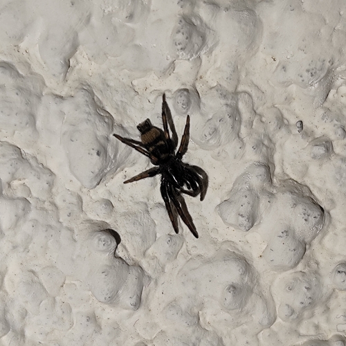 Latonigena auricomis