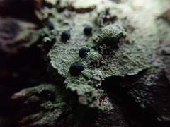 Mycoblastus sanguinarius