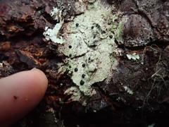 Mycoblastus sanguinarius