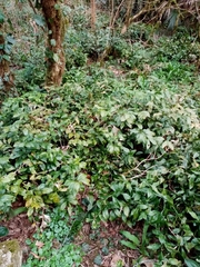 Ruscus colchicus