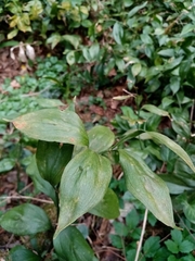 Ruscus colchicus