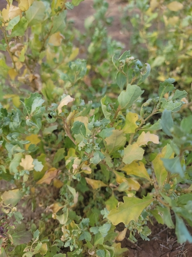 Atriplex muelleri observed 2026-04-04