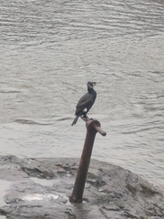 Phalacrocorax carbo carbo