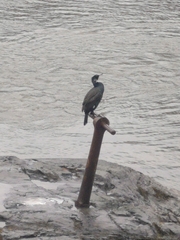 Phalacrocorax carbo carbo