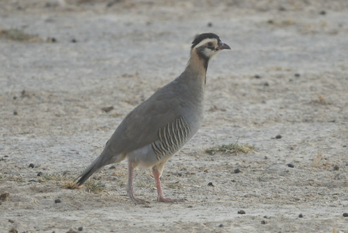 Arabian Partridge (Alectoris melanocephala), photo 2
