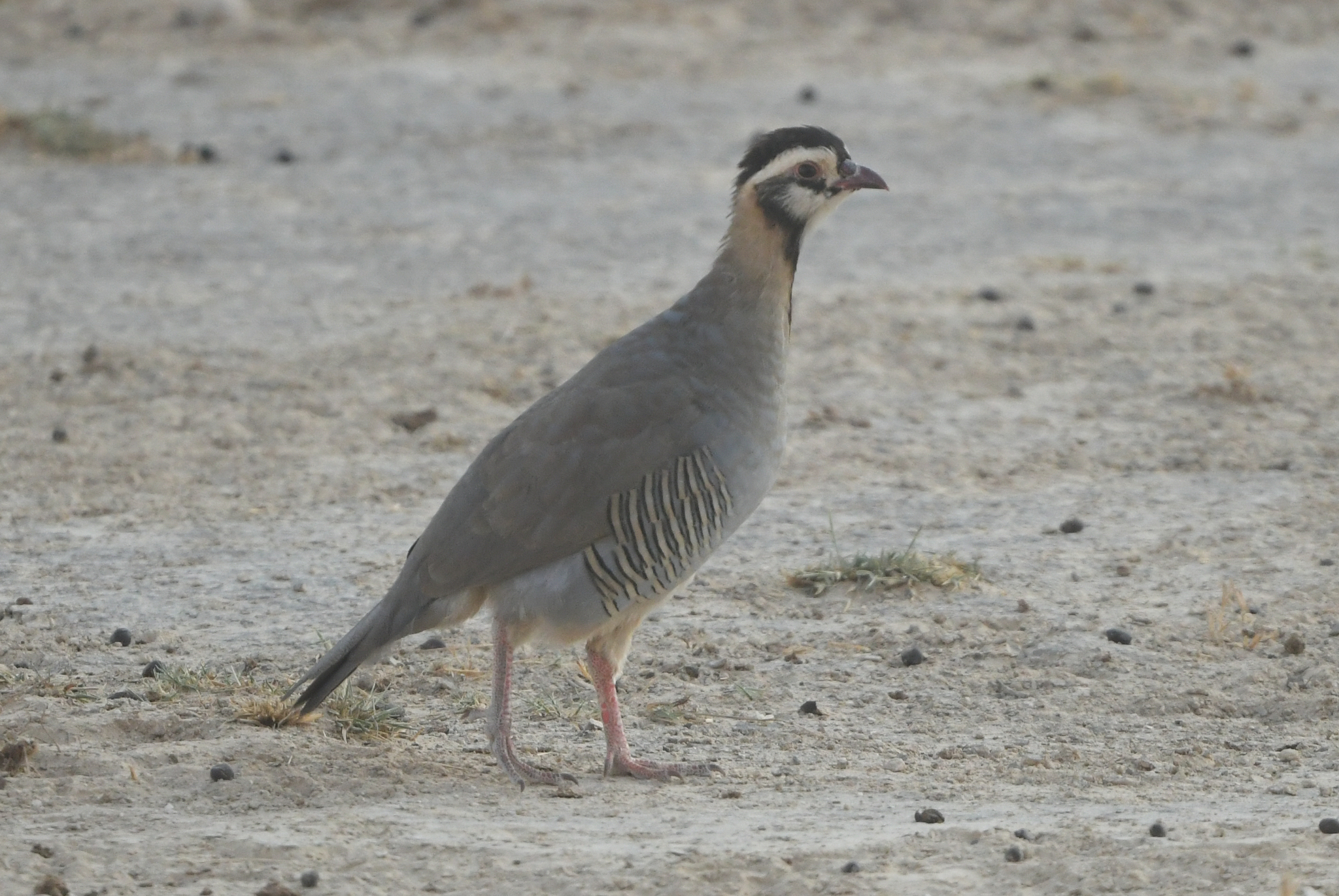 Arabian Partridge (Alectoris melanocephala), photo 2