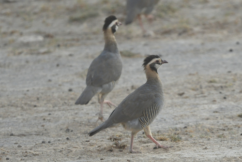 Arabian Partridge (Alectoris melanocephala), photo 3