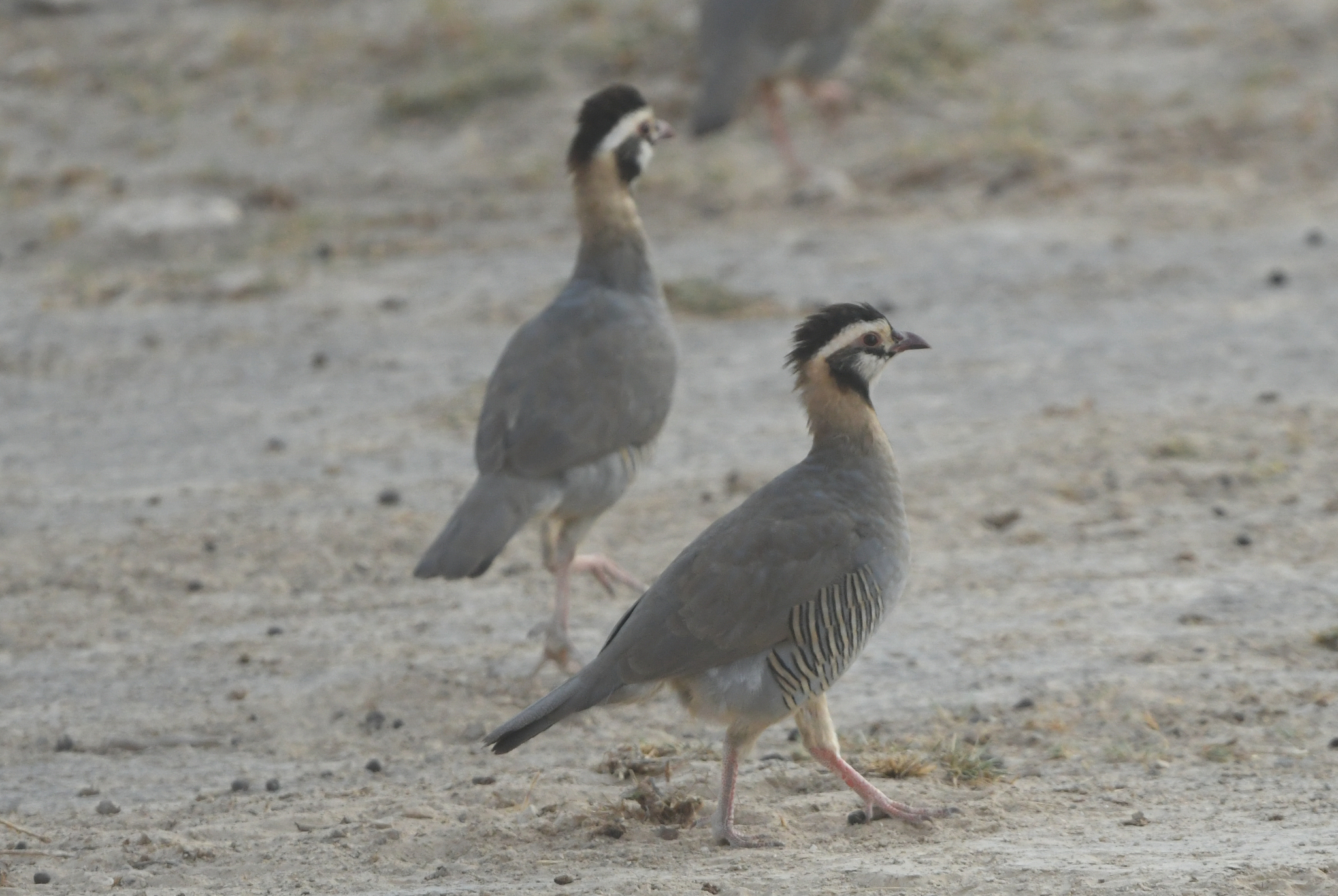 Arabian Partridge (Alectoris melanocephala), photo 3