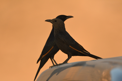 Tristram's Starling (Onychognathus tristramii), photo 6