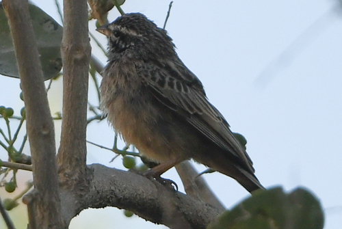 Cinnamon-breasted Bunting (Emberiza tahapisi), photo 4