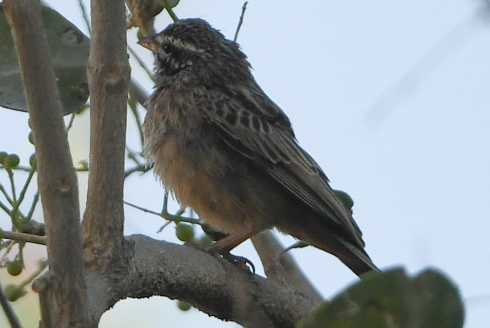 Cinnamon-breasted Bunting (Emberiza tahapisi), photo 4