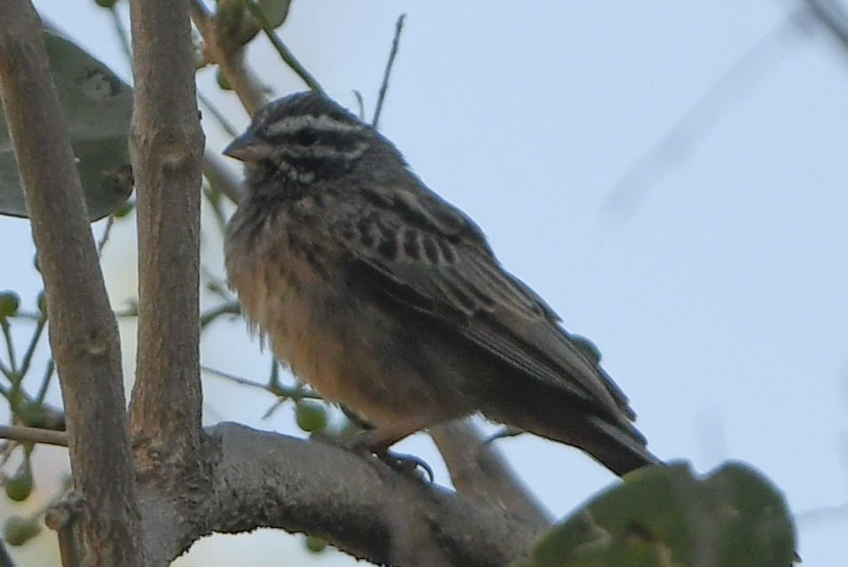 Cinnamon-breasted Bunting (Emberiza tahapisi), photo 3