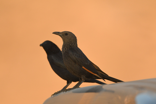 Tristram's Starling (Onychognathus tristramii), photo 5