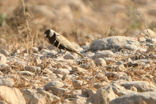 Black-crowned Sparrow-Lark (Eremopterix nigriceps), photo 7