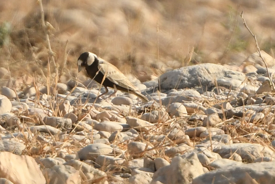 Black-crowned Sparrow-Lark (Eremopterix nigriceps), photo 7