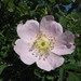 Rosa blanda - Photo (c) Kerry Woods, algunos derechos reservados (CC BY-NC-ND)