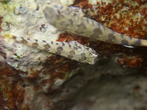 Rock clingfish (Tomicodon rupestris) — Gobiesocidae