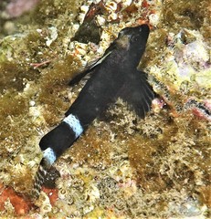 Enneapterygius etheostoma