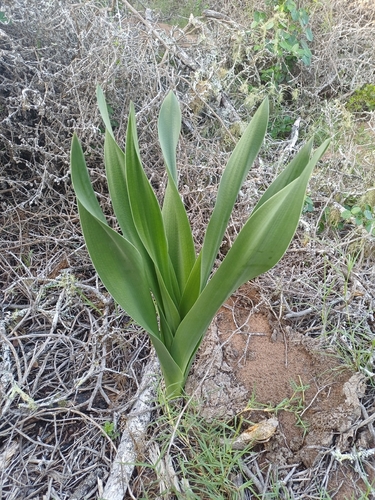 Maerman Squill (Drimia capensis)