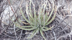 Hechtia texensis