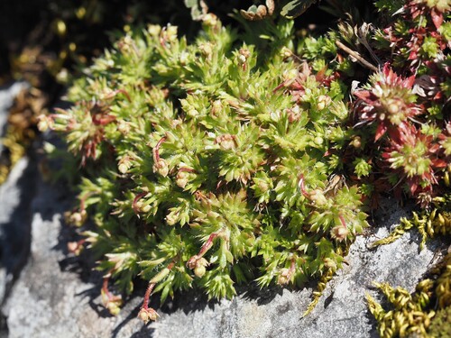 mossy saxifrage (Saxifraga fragosoi)