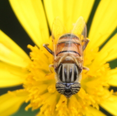 Eristalodes