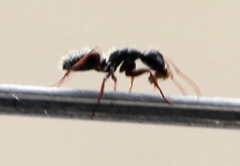 Camponotus amphidus