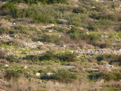 Gazella gazella