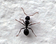 Camponotus amphidus