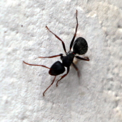 Camponotus amphidus