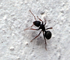 Camponotus amphidus