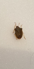 Peribalus strictus strictus