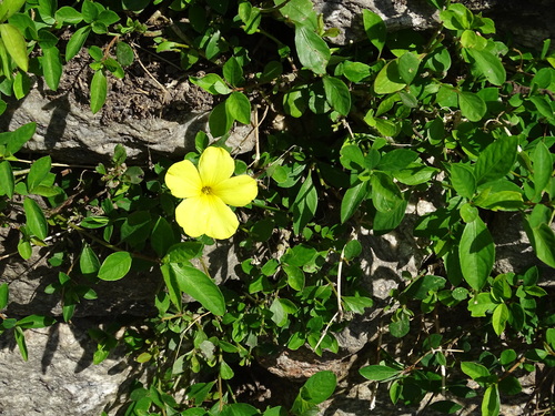 Reinwardtia indica, photograph 4