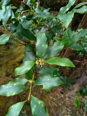 Ilex suzukii